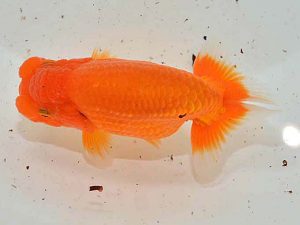 西日本金魚愛好会 立行司 力丸洋一 鳥栖みやき 西日本金魚愛好会 立行司 力丸洋一 鳥栖みやき