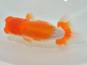 西日本金魚愛好会 東取締 矢川俊樹 福岡観魚 西日本金魚愛好会 東取締 矢川俊樹 福岡観魚