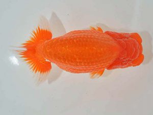 西日本金魚愛好会 東大関 赤嶺仲治 東鱗会 西日本金魚愛好会 東大関 赤嶺仲治 東鱗会