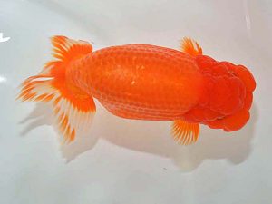 西日本金魚愛好会 西大関 平山敏明 宮崎 西日本金魚愛好会 西大関 平山敏明 宮崎