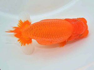 西日本金魚愛好会 立行司 森脇文明 福岡観魚 西日本金魚愛好会 立行司 森脇文明 福岡観魚