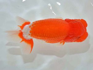 西日本金魚愛好会 東取締 福田和秀 福岡観魚 西日本金魚愛好会 東取締 福田和秀 福岡観魚