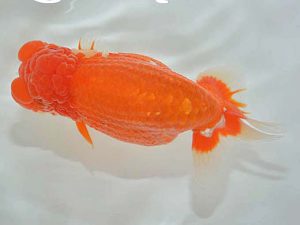 西日本金魚愛好会 西取締 岩崎昇一 西日本金魚愛好会 西取締 岩崎昇一