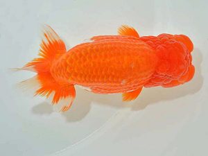 西日本金魚愛好会 東大関 赤嶺仲治 東鱗会 西日本金魚愛好会 東大関 赤嶺仲治 東鱗会