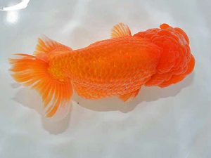 西日本金魚愛好会 西大関 湯浅正徳 鳥栖みやき 西日本金魚愛好会 西大関 湯浅正徳 鳥栖みやき