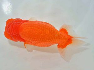 西日本金魚愛好会 立行司 釜崎直人 日らん佐賀 西日本金魚愛好会 立行司 釜崎直人 日らん佐賀