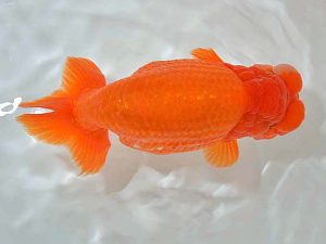 西日本金魚愛好会 東取締 吉賀敏雄 大分らんちゅう会 西日本金魚愛好会 東取締 吉賀敏雄 大分らんちゅう会