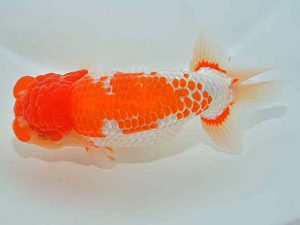 西日本金魚愛好会 西取締 釜崎直人 日らん佐賀 西日本金魚愛好会 西取締 釜崎直人 日らん佐賀