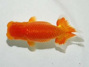 横浜観魚会　東大関　加藤貞信