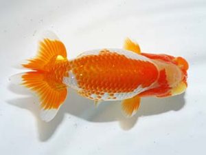 横浜観魚会 勧進元一 本橋功一