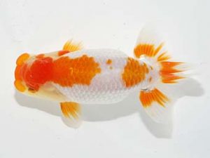 横浜観魚会 勧進元二　野嶋隆一