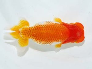 横浜観魚会 行司一　藤原博文