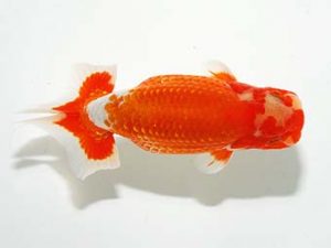 横浜観魚会 行司二　斎藤宏典