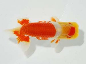 横浜観魚会 行司三　小澤忠幸