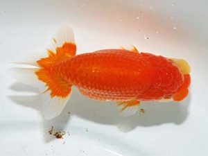 横浜観魚会 脇行司一　三宅雅也