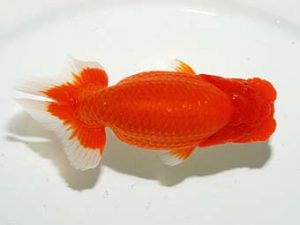 横浜観魚会 脇行司二　平田哲也