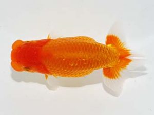 横浜観魚会　西大関　瀬野正樹