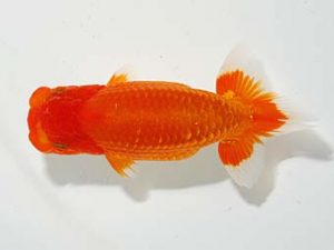 横浜観魚会　立行司　鈴木友来