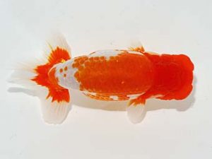 横浜観魚会　取締一　津島洋介