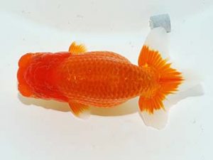 横浜観魚会　取締二　村田祐則