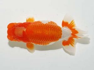 横浜観魚会 西関脇　秋元和男