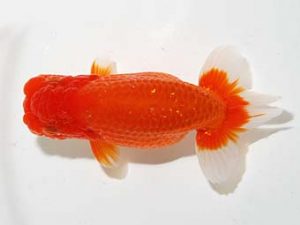 横浜観魚会 西小結　安田正伯