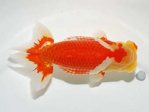 横浜観魚会　東大関　田村　智