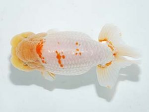 横浜観魚会 勧進元一 秋元和男