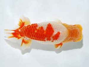 横浜観魚会 行司一　目黒康弘