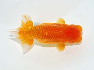 横浜観魚会 行司二　望月武雄