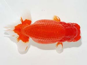 横浜観魚会 行司三　鳴海　満