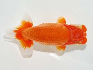 横浜観魚会 脇行司一　廣瀬孝信