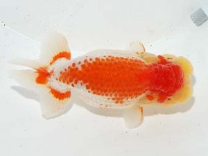 横浜観魚会 脇行司二　柿沼恭子