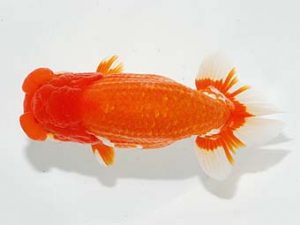 横浜観魚会　西大関　野嶋隆一