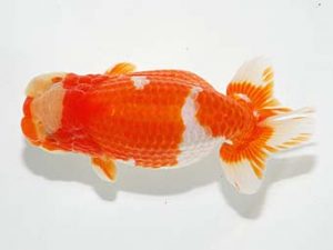 横浜観魚会　立行司　秋元和男