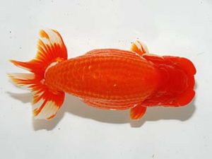 横浜観魚会　取締一　野嶋隆一