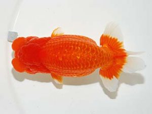 横浜観魚会　取締二　佐藤徳正