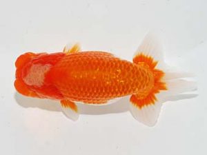 横浜観魚会 西関脇　廣瀬孝信