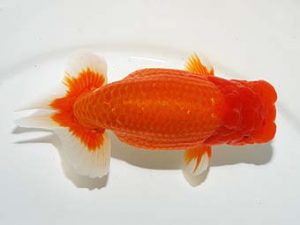 横浜観魚会 東小結　大久保義彰