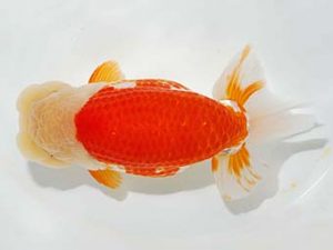 横浜観魚会　東大関　齋藤一成