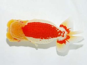 横浜観魚会 勧進元一 篠　孝利