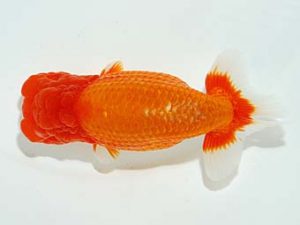 横浜観魚会 行司一　安田英一