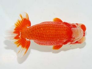 横浜観魚会 行司三　高地成弥