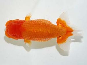 横浜観魚会 脇行司一　川田正昭