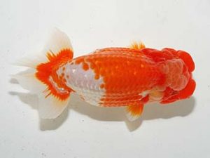 横浜観魚会 脇行司二　安田英一