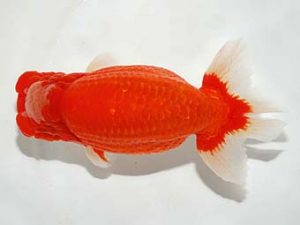 横浜観魚会　西大関　稲村俊明