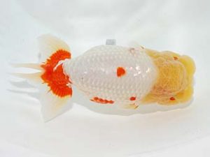 横浜観魚会　取締一　齋藤一成