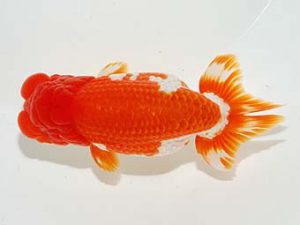 横浜観魚会 東関脇　加藤貞信