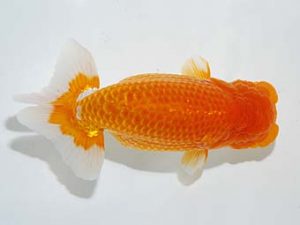 横浜観魚会 西関脇　鈴木貴光