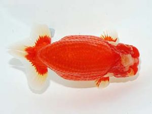 横浜観魚会 東小結　三宅雅也